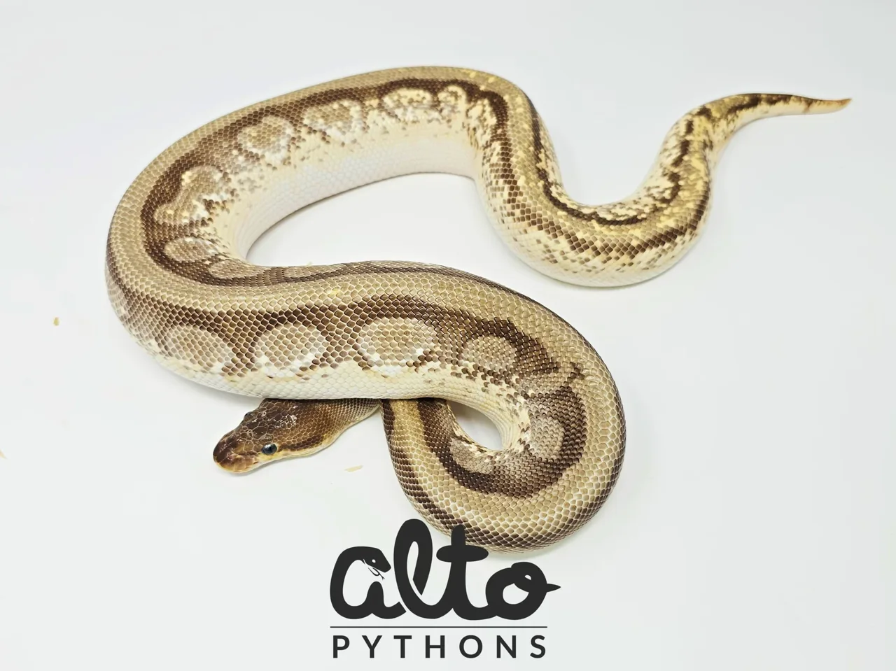 Mojave ODYB HGW Amp het Clown - Royal Python