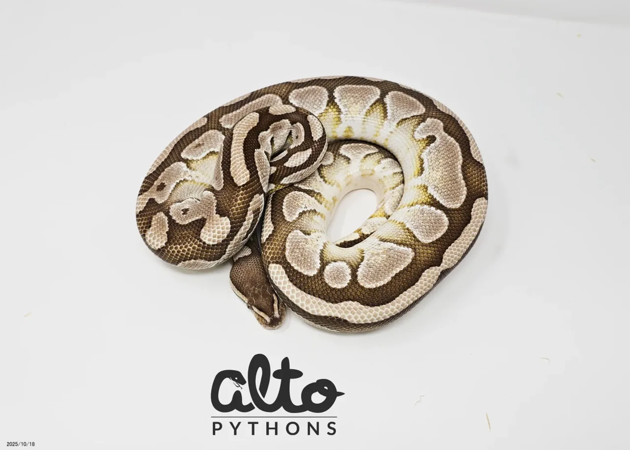 DG GStripe Proven Group - Royal Python, Photo 2 of 2