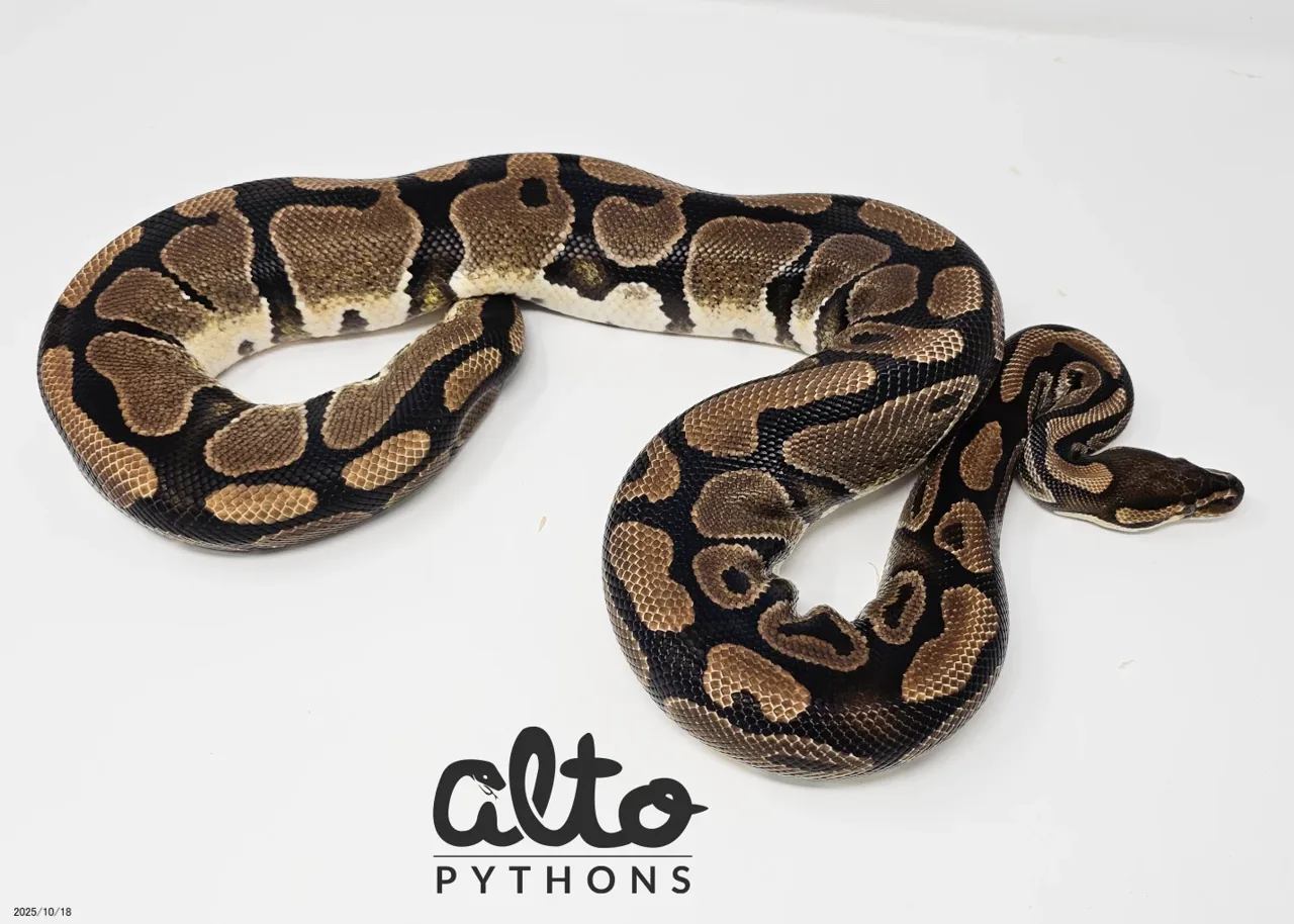 DG GStripe Proven Group - Royal Python, Photo 1 of 2