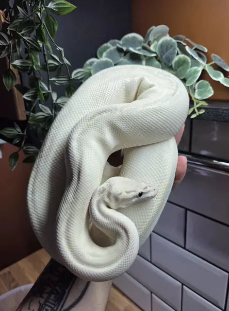 hypo pastel gravel yellowbelly - Royal Python