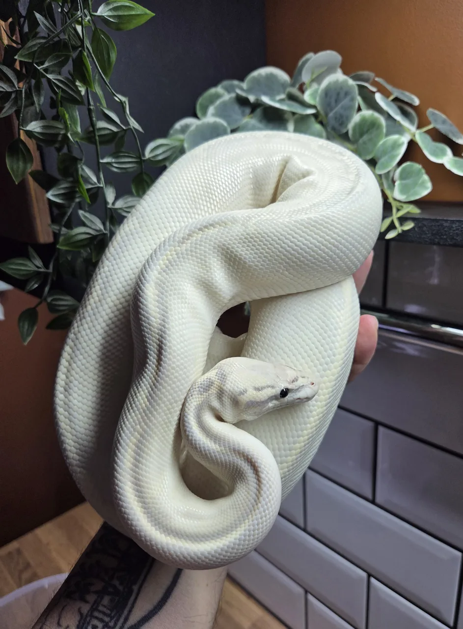hypo pastel gravel yellowbelly - Royal Python
