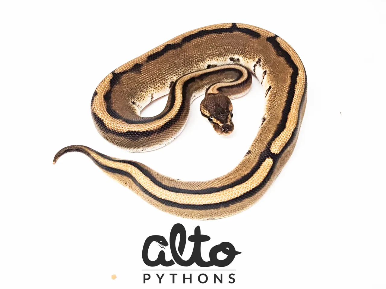 Genetic Stripe 66% het Desert Ghost - Royal Python
