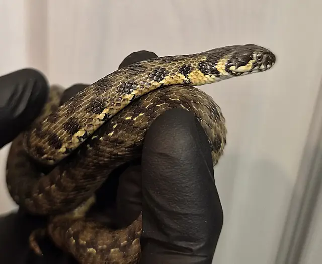 Viperine snake (Natrix maura ) - Other Colubrid