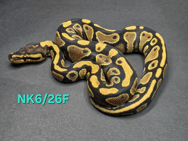 Orange dream yellow belly het clown 50%het pied - Royal Python