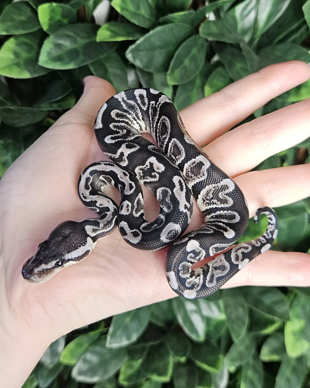 GHI Axanthic double het Desert Ghost Clown - Royal Python