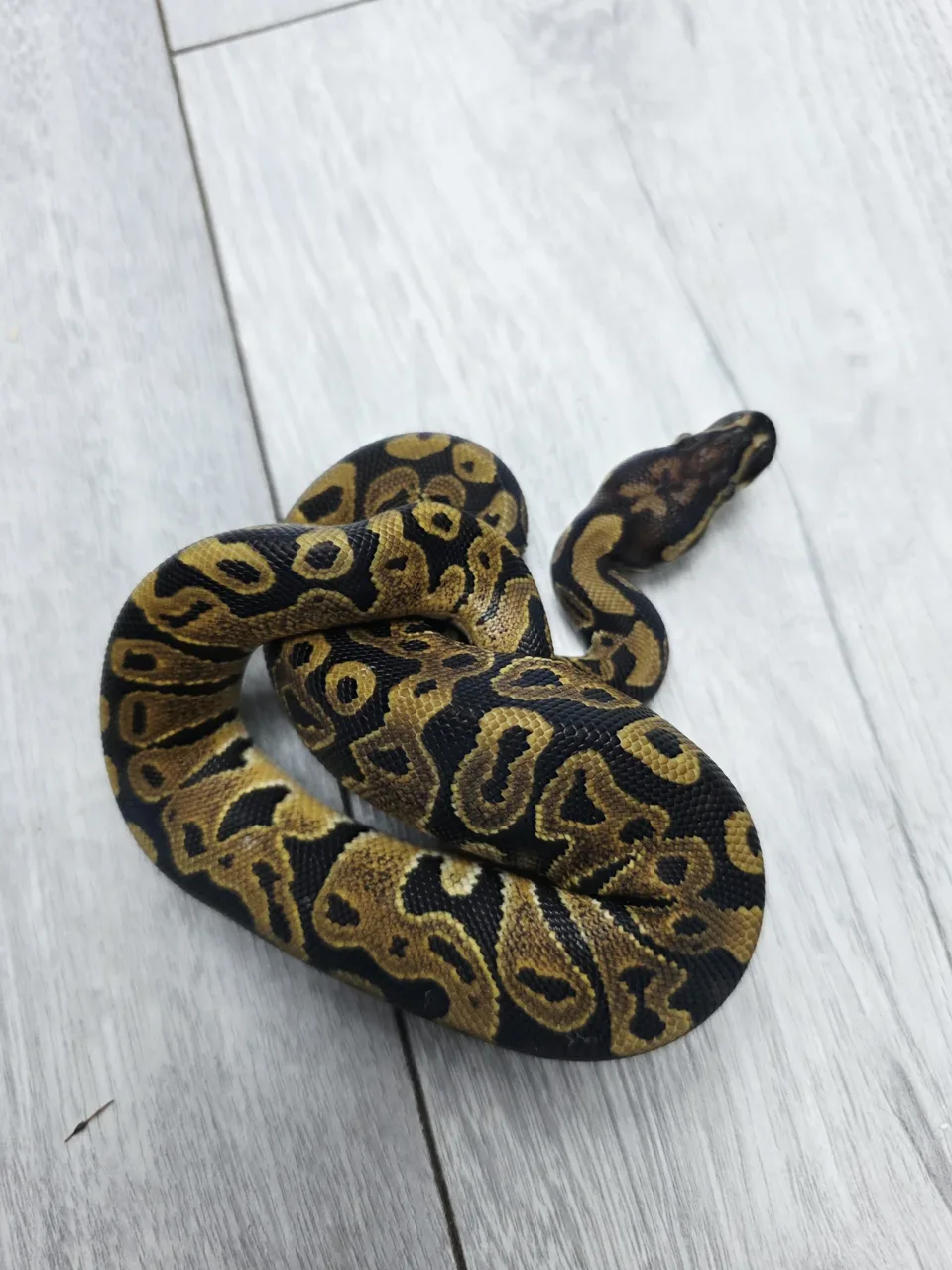 Het monsoon - Royal Python