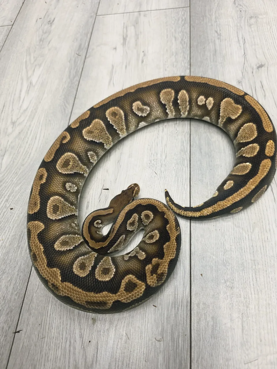 Cypress yellow belly ph clown - Royal Python