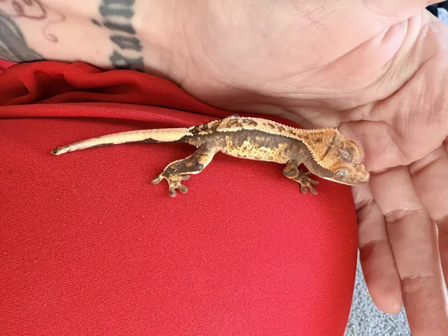Harlequin - Crested Gecko