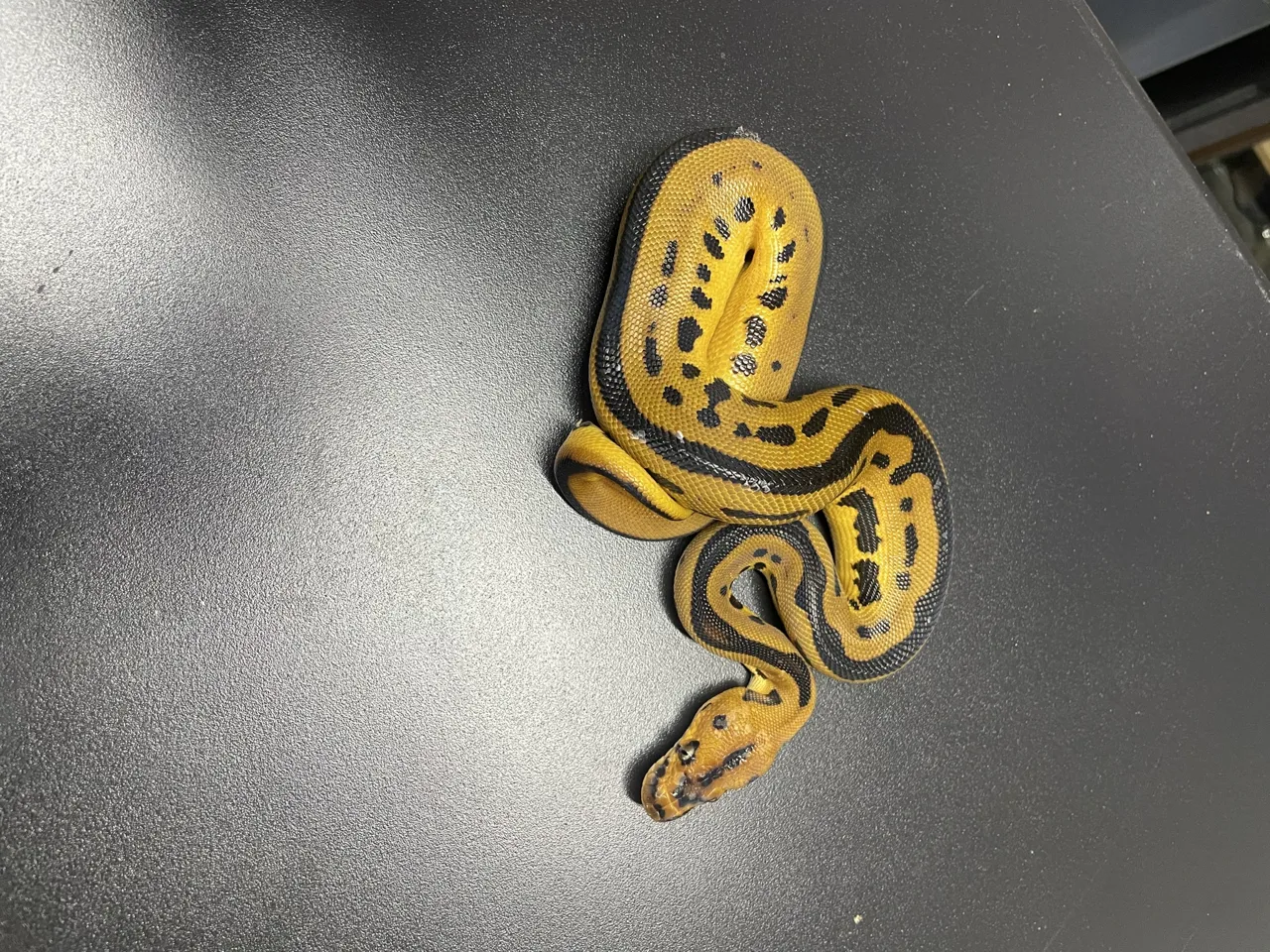 Leopard od clown 100% het pied - Royal Python