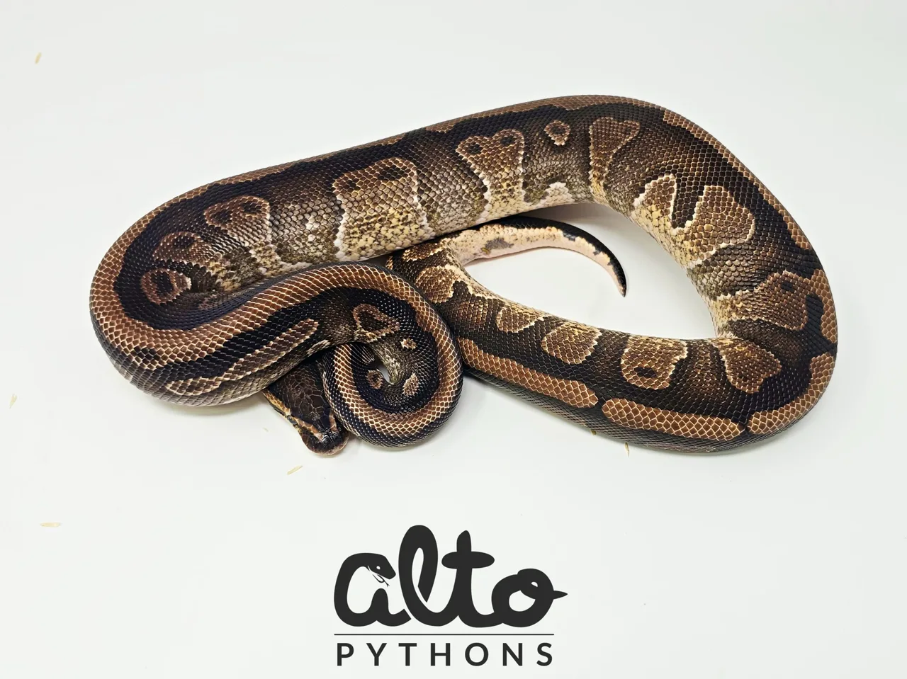 Rio het Clown - Royal Python