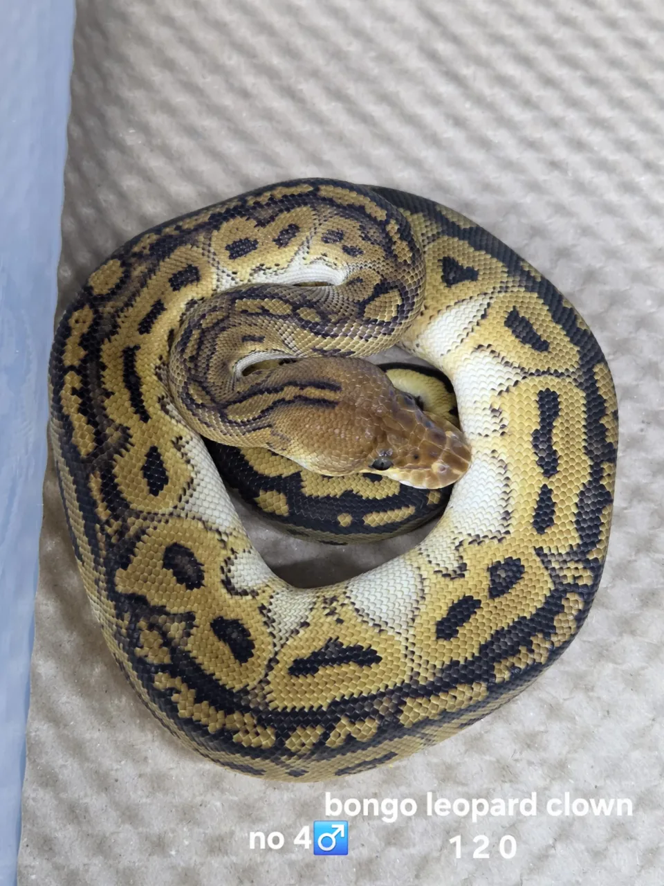 Leopard bongo clown - Royal Python