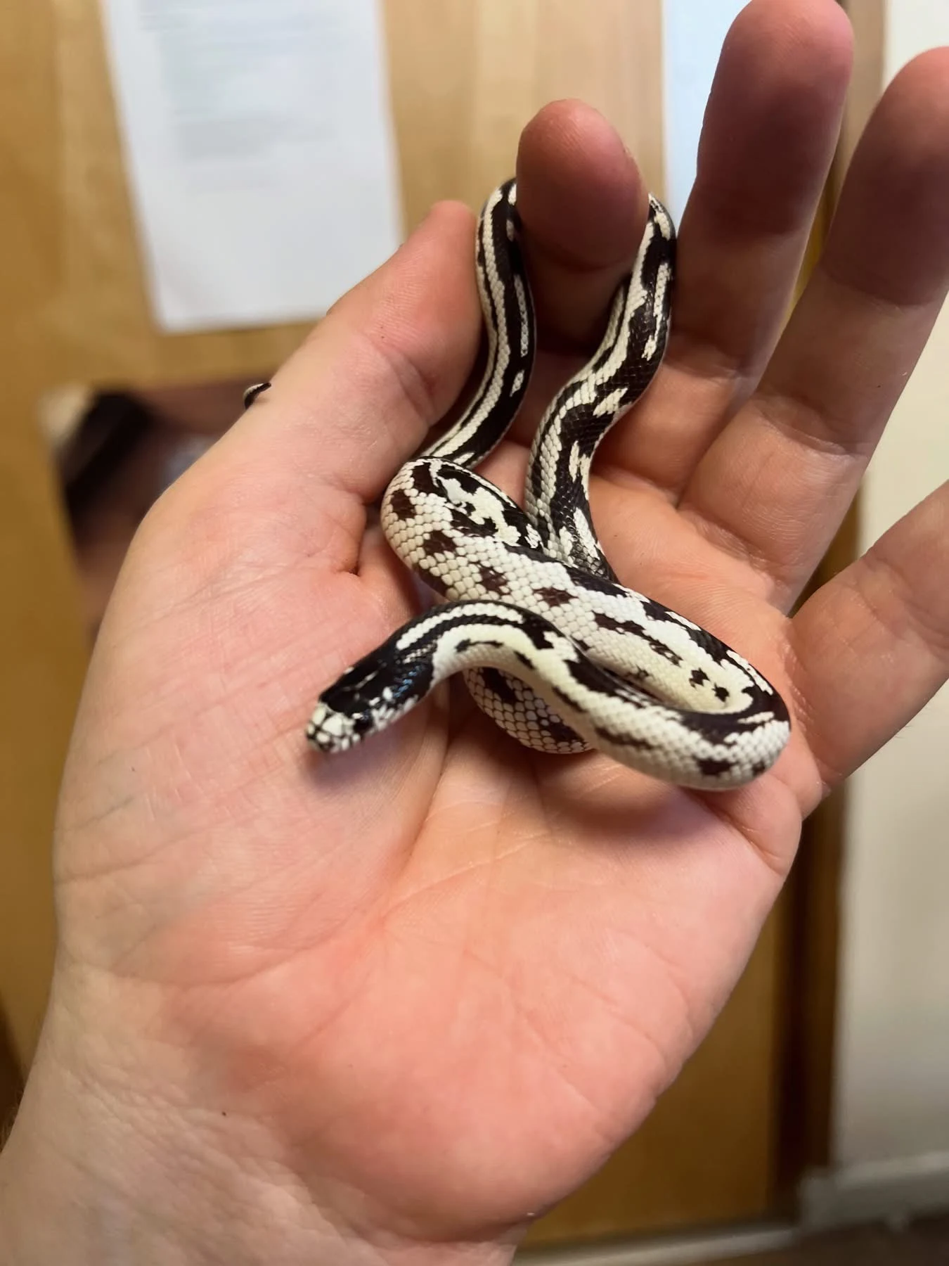Aberrant California Kingsnake - Kingsnake