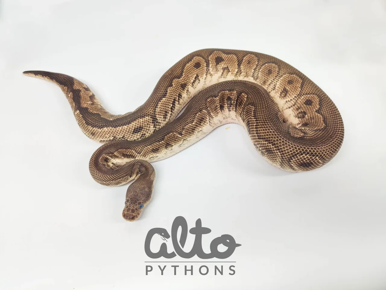 Firemon Clown - Royal Python