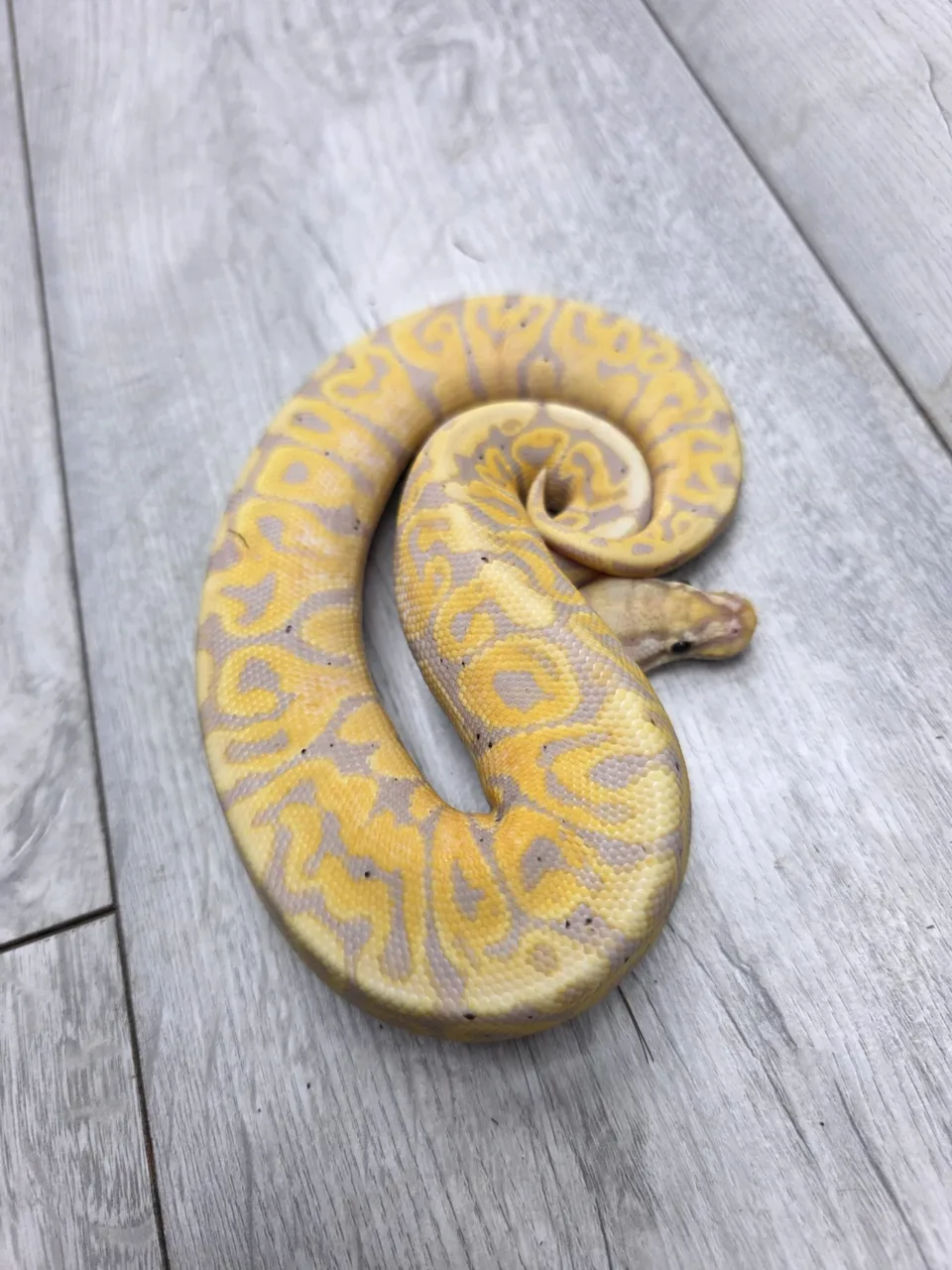 Banana spotnose pastel het puzzle - Royal Python