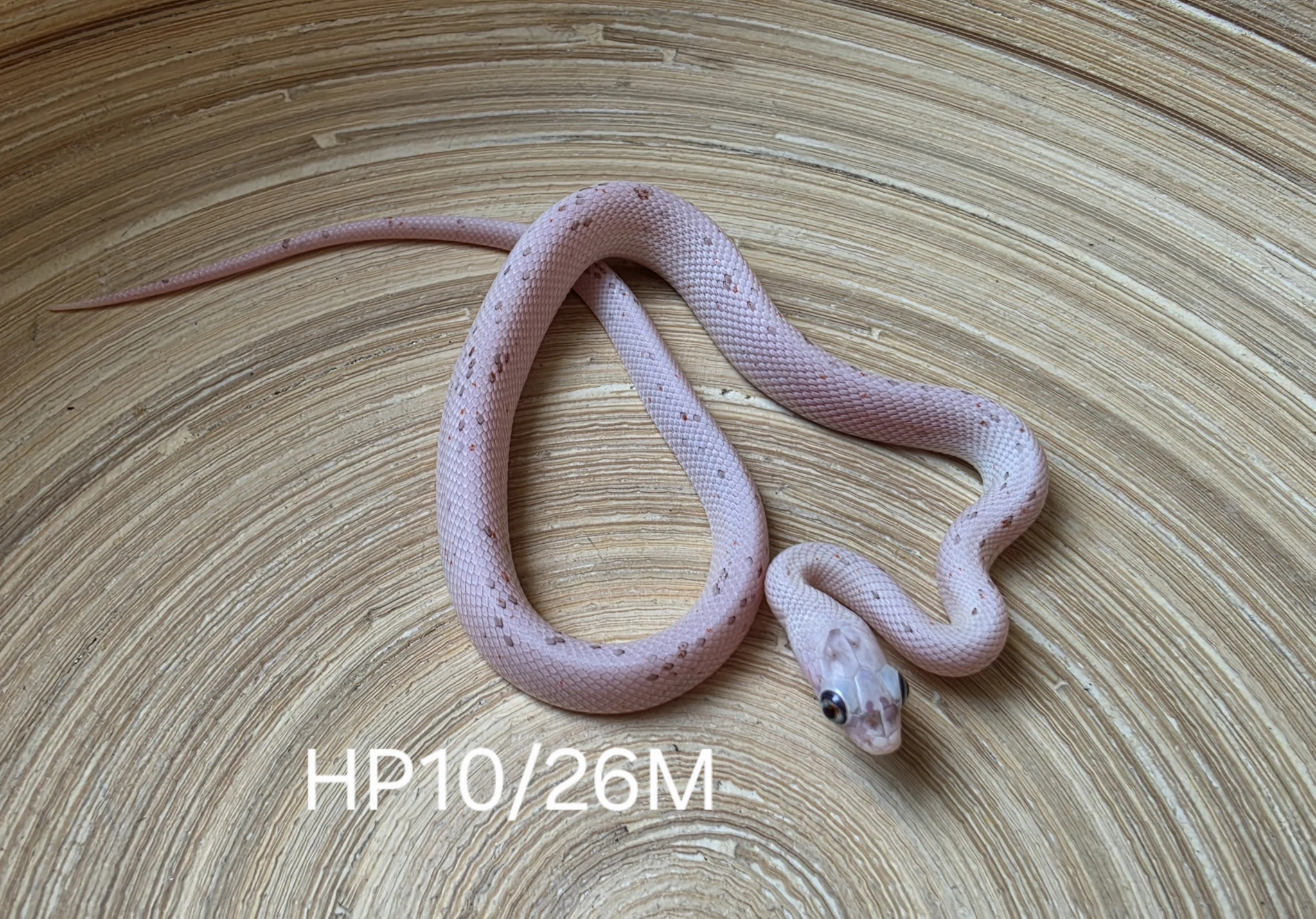 Palmetto het hypo - Corn Snake