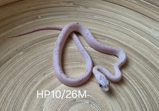 Palmetto het hypo - Corn Snake
