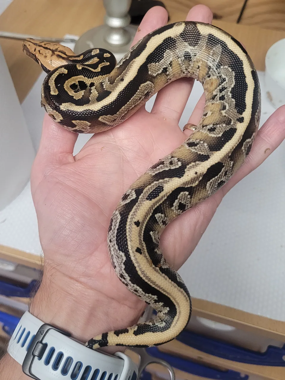 Striped Borneo short tail - Short-Tailed Python