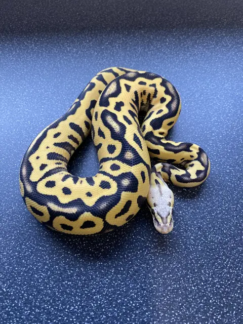 Pastel leopard dg het clown - Royal Python