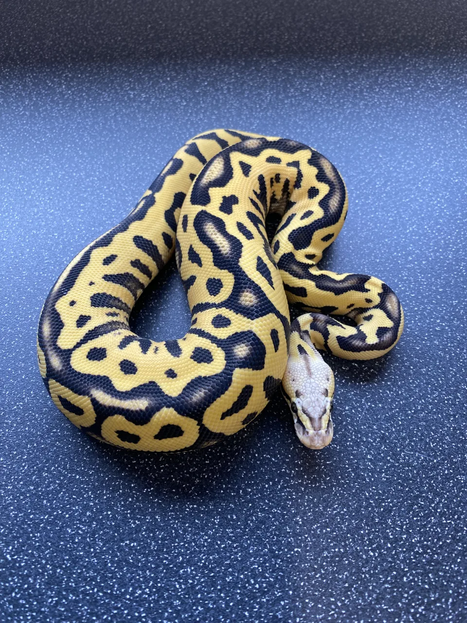 Pastel leopard dg het clown - Royal Python