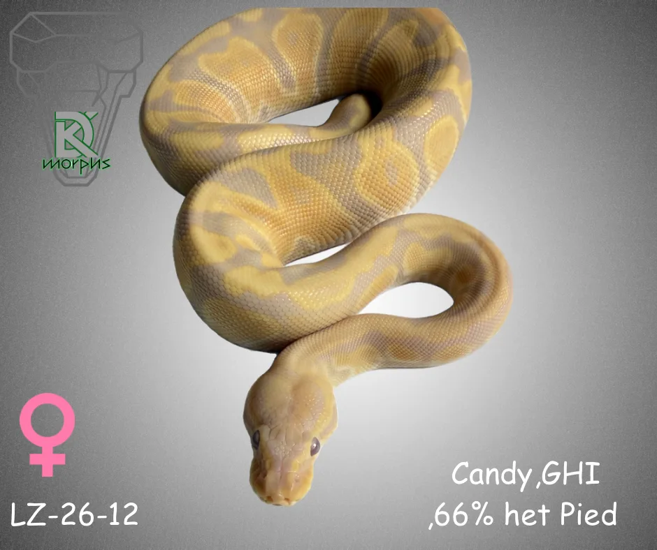 Candy - GHI 66%het Pied - Royal Python