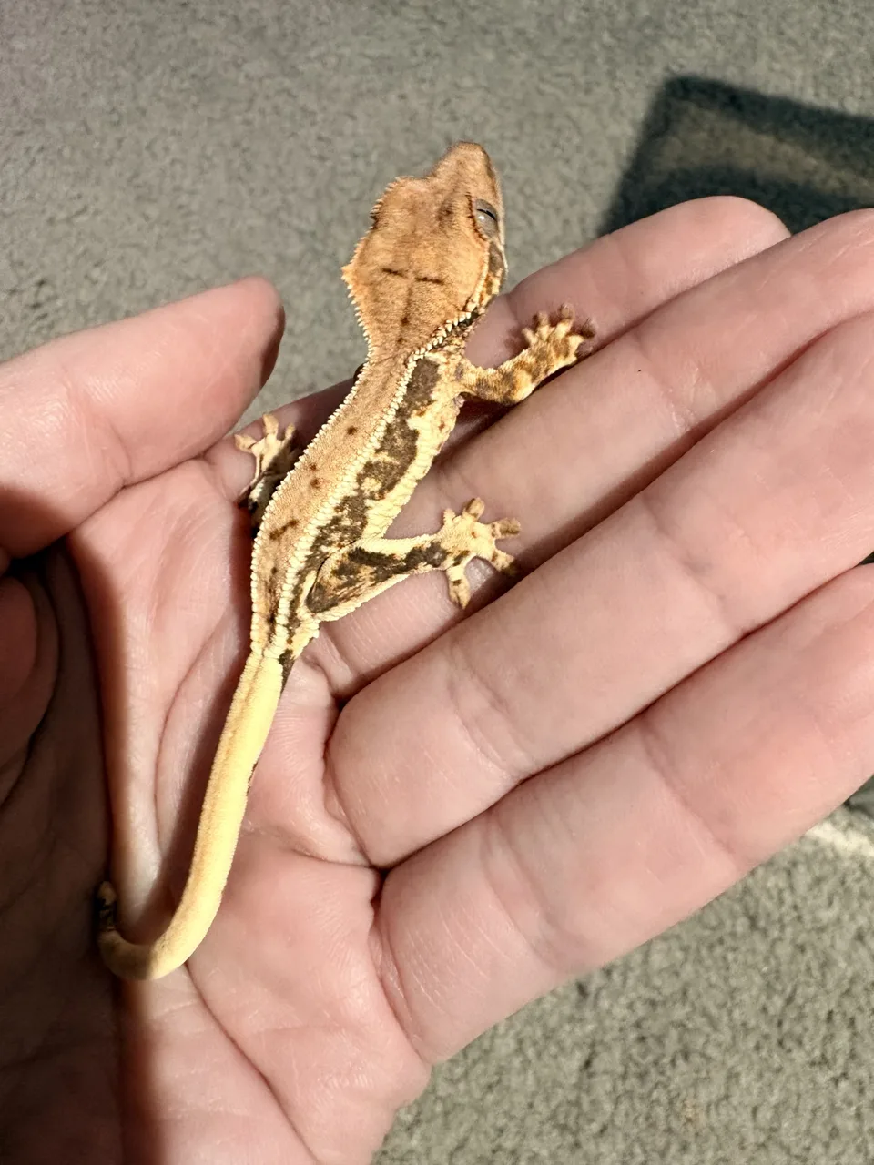 Lilly White - Crested Gecko