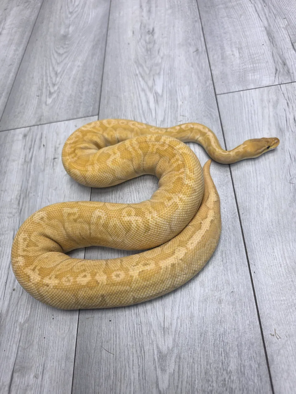 Ultramel sunset - Royal Python