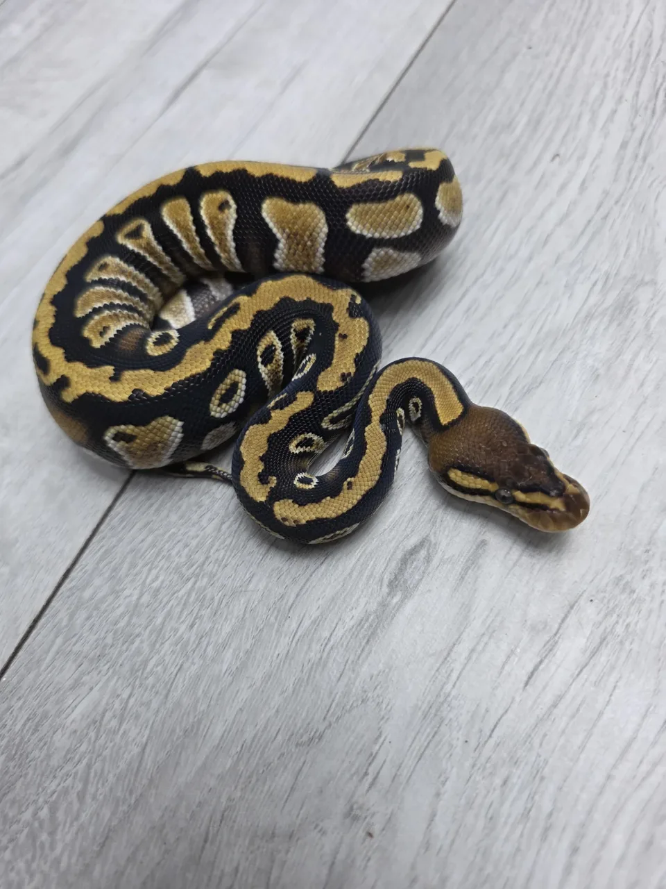 Cypress Saxon het clown - Royal Python