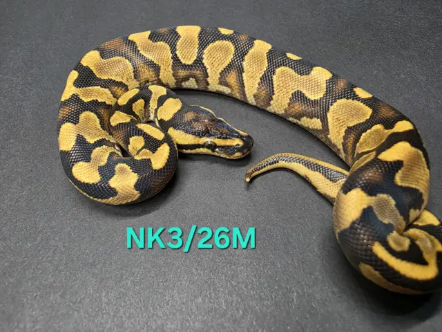 Enchi orange dream yellow belly 100% het clown 50%het pied - Royal Python