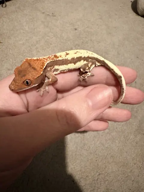Frappucino - Crested Gecko