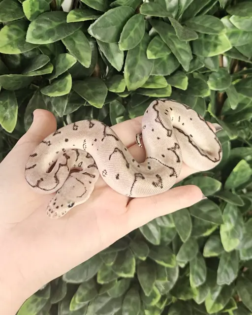 Pinstripe Axanthic Clown - Royal Python
