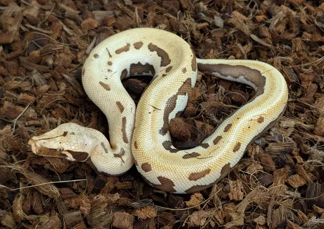2026 Male T+ Albino CBE Stripe Goldeneye - Short-Tailed Python