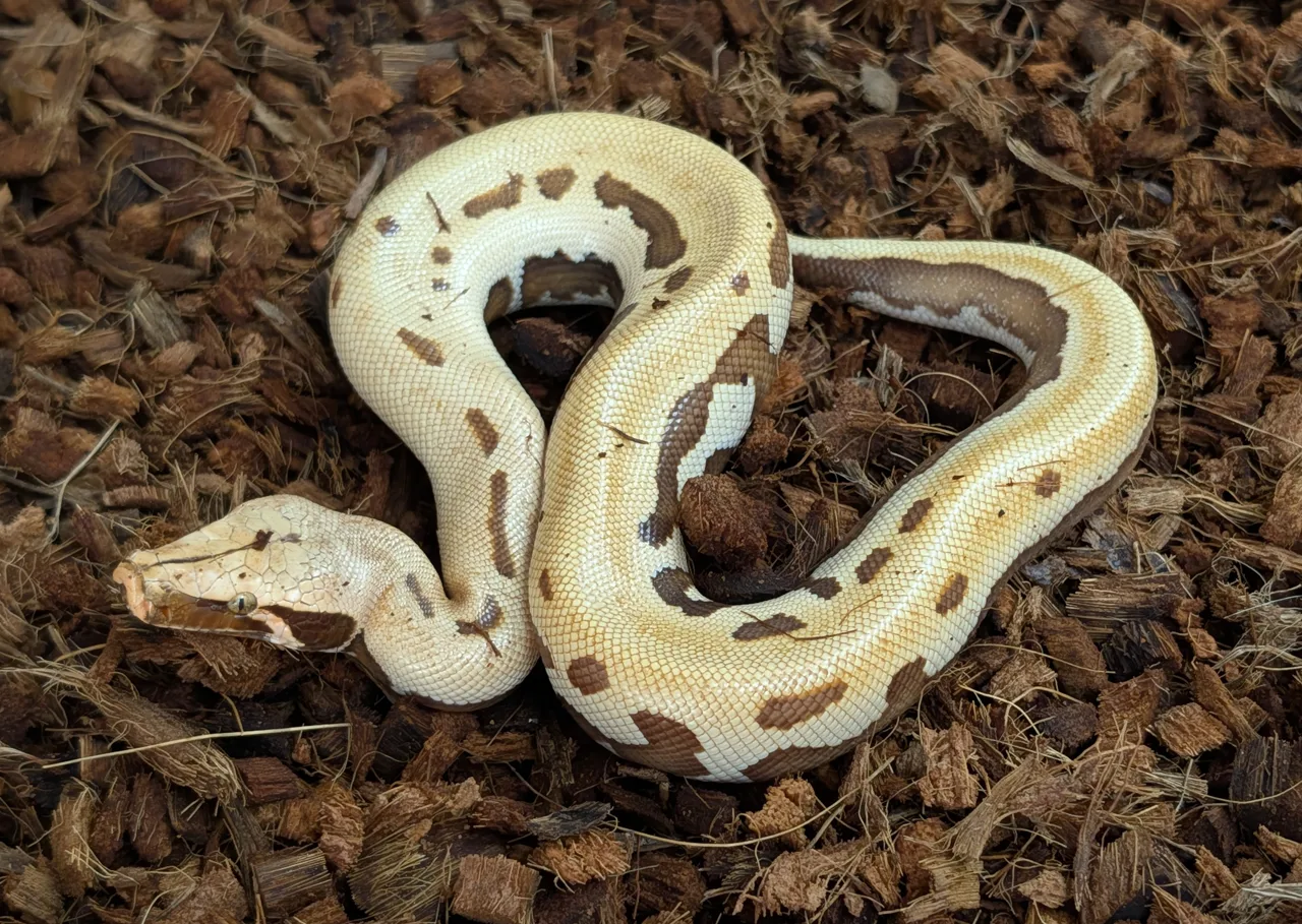 2026 Male T+ Albino CBE Stripe Goldeneye - Short-Tailed Python