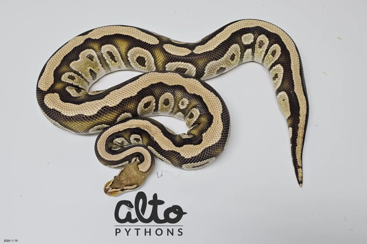 Cypress Fire het Clown - Royal Python