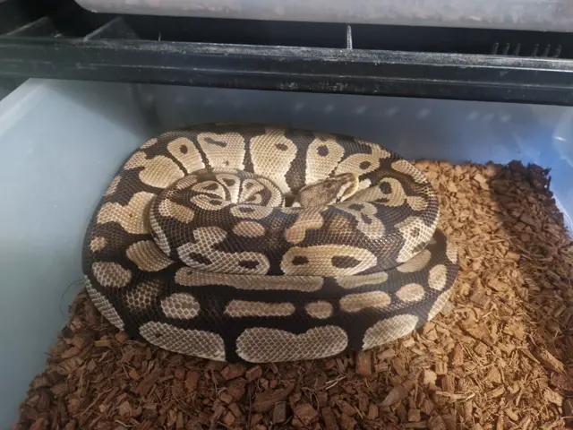 Pastel het clown - Royal Python