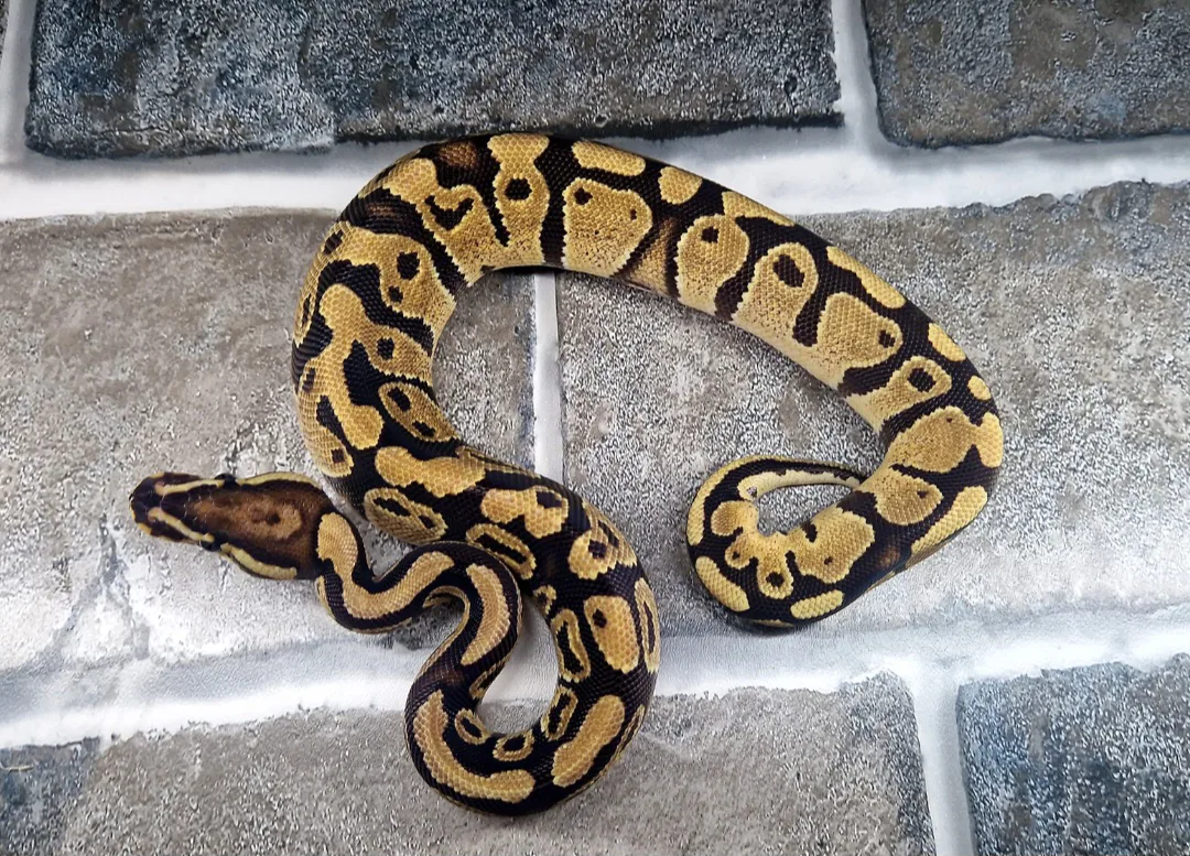 Male fire - Royal Python