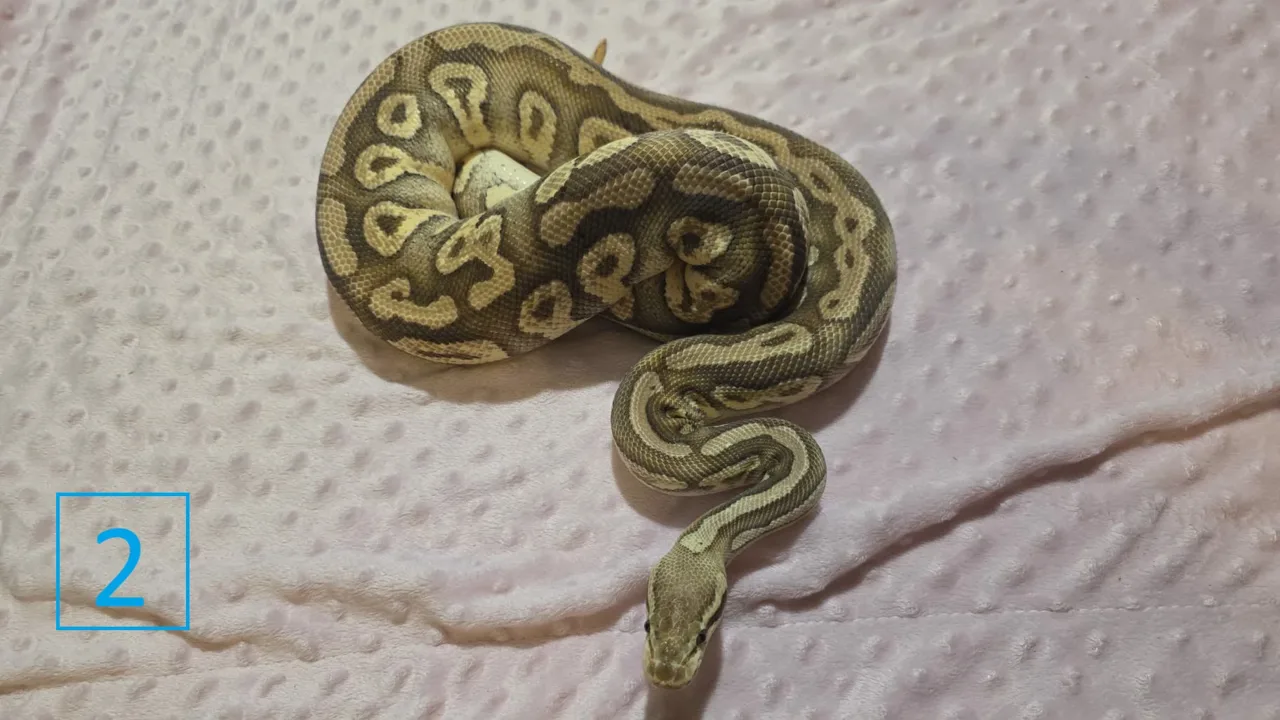 phantom pastel vanilla - Royal Python