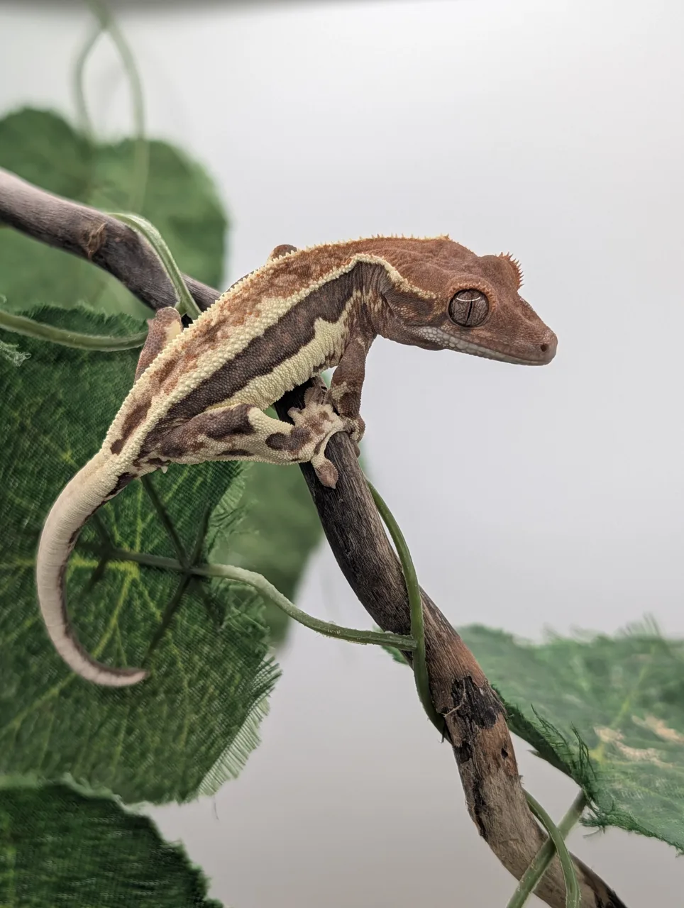Frappuccinos Available - Crested Gecko