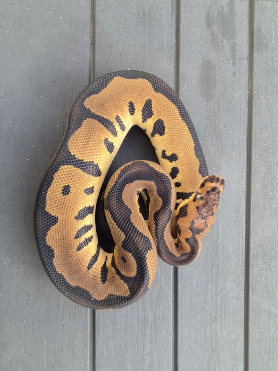 Leopard clown - Royal Python