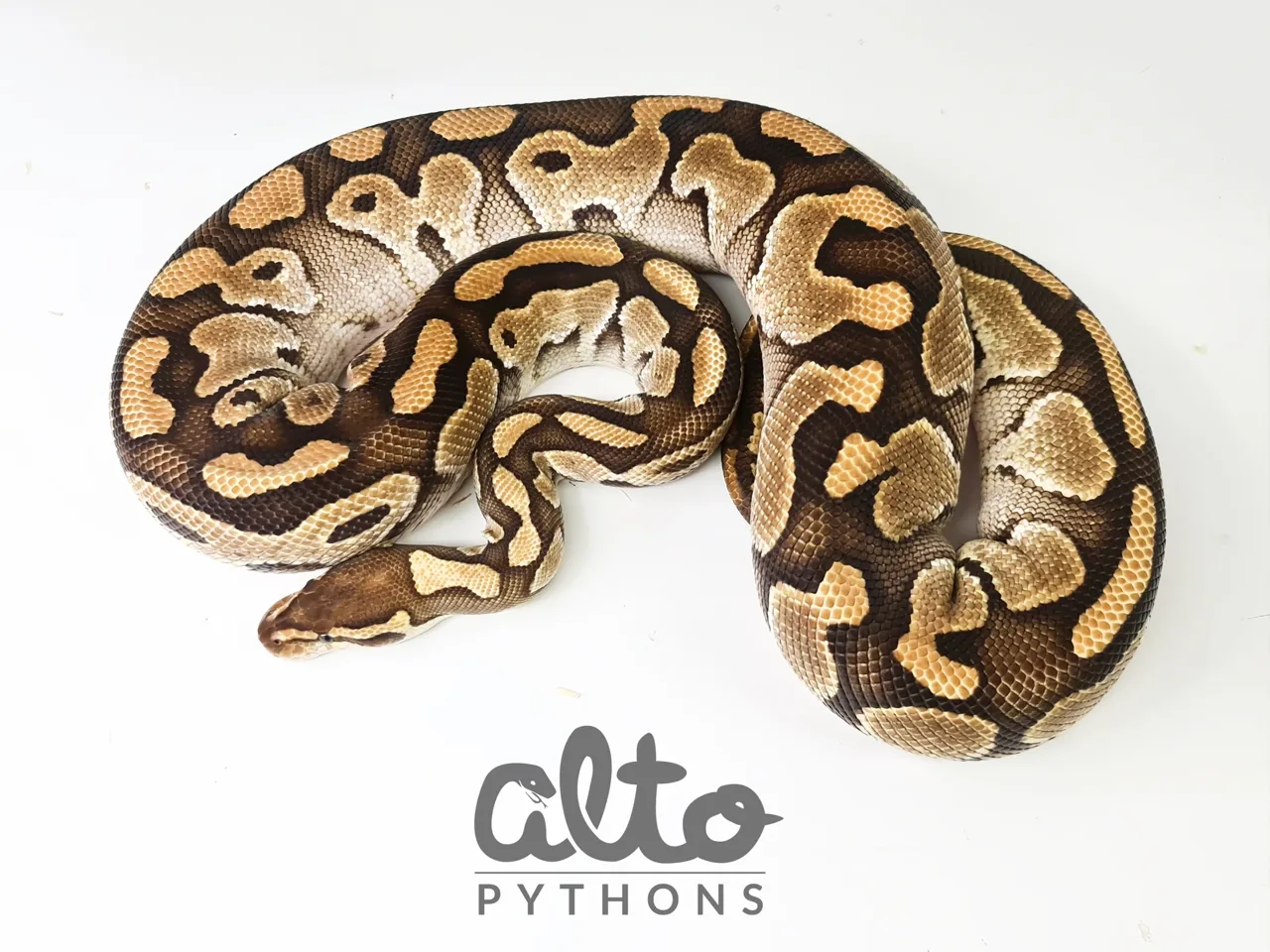 Lesser Het GE Clown - Royal Python