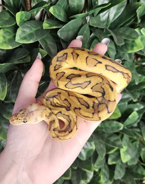 CB25 Pastel Genetic Stripe Clown - Royal Python