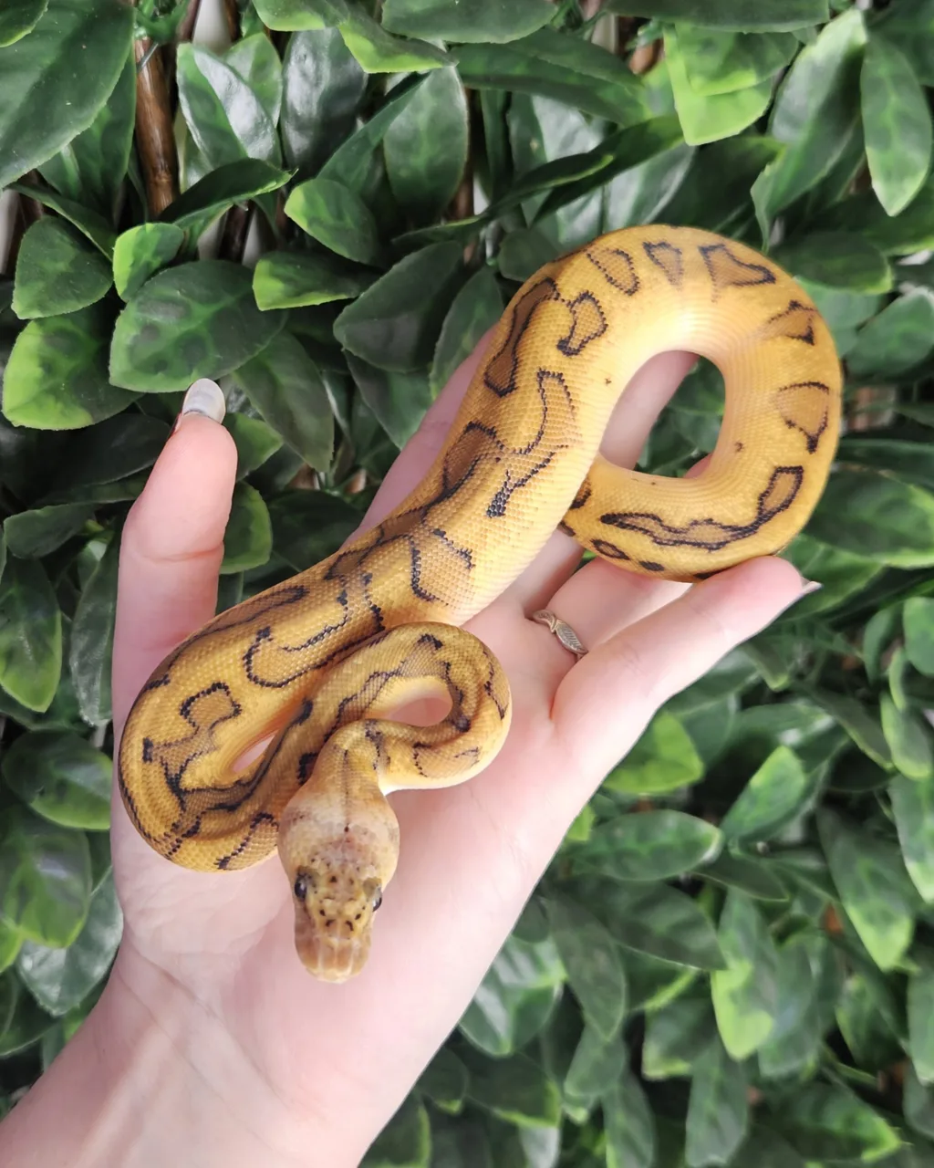 CB25 Pastel Genetic Stripe Clown - Royal Python, Photo 2 of 2