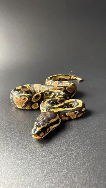 1.0 Yellow Belly Het Piebald - Royal Python