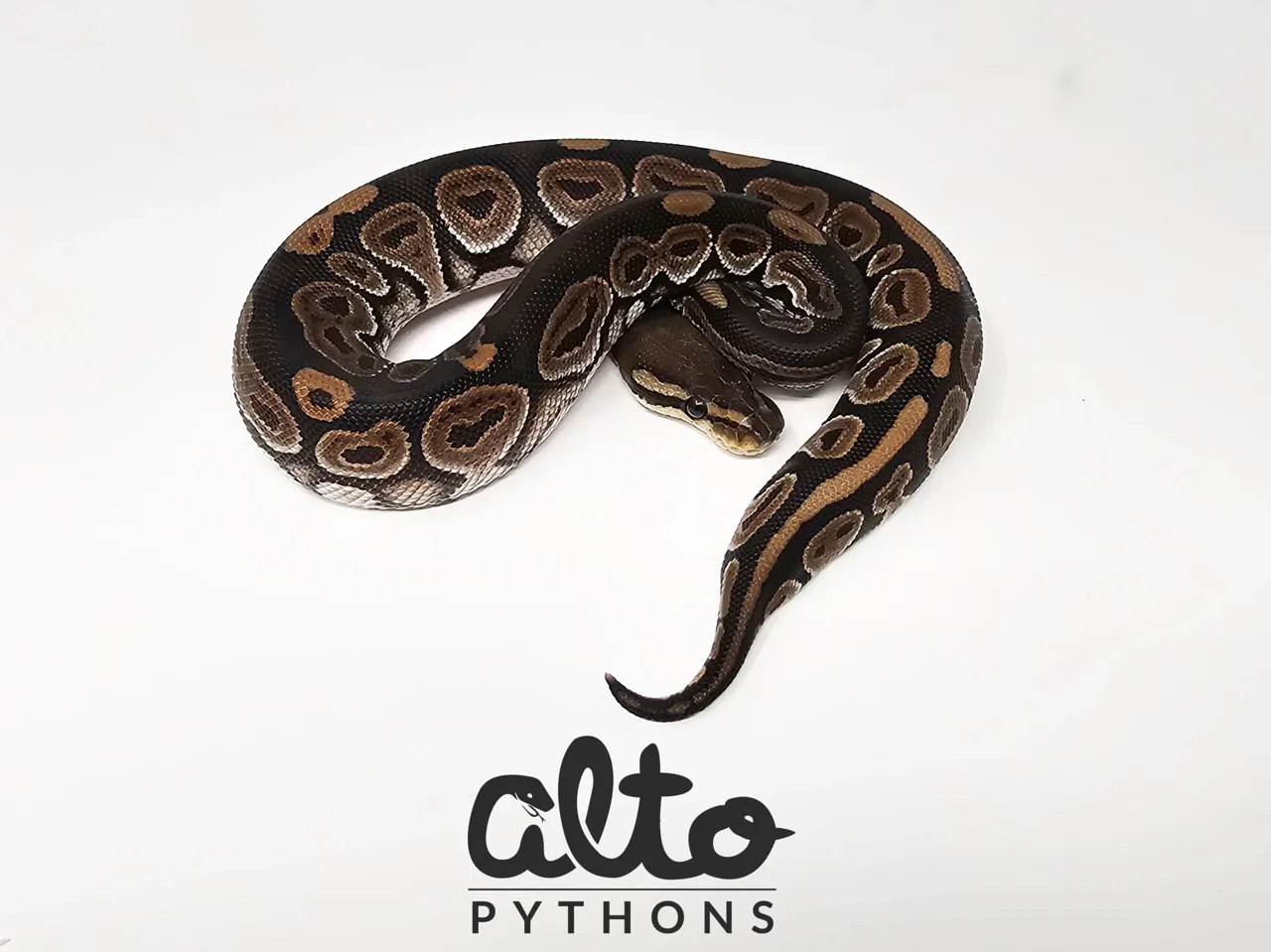 Cinnamon triple het Clown Hypo Rainbow (free male) - Royal Python