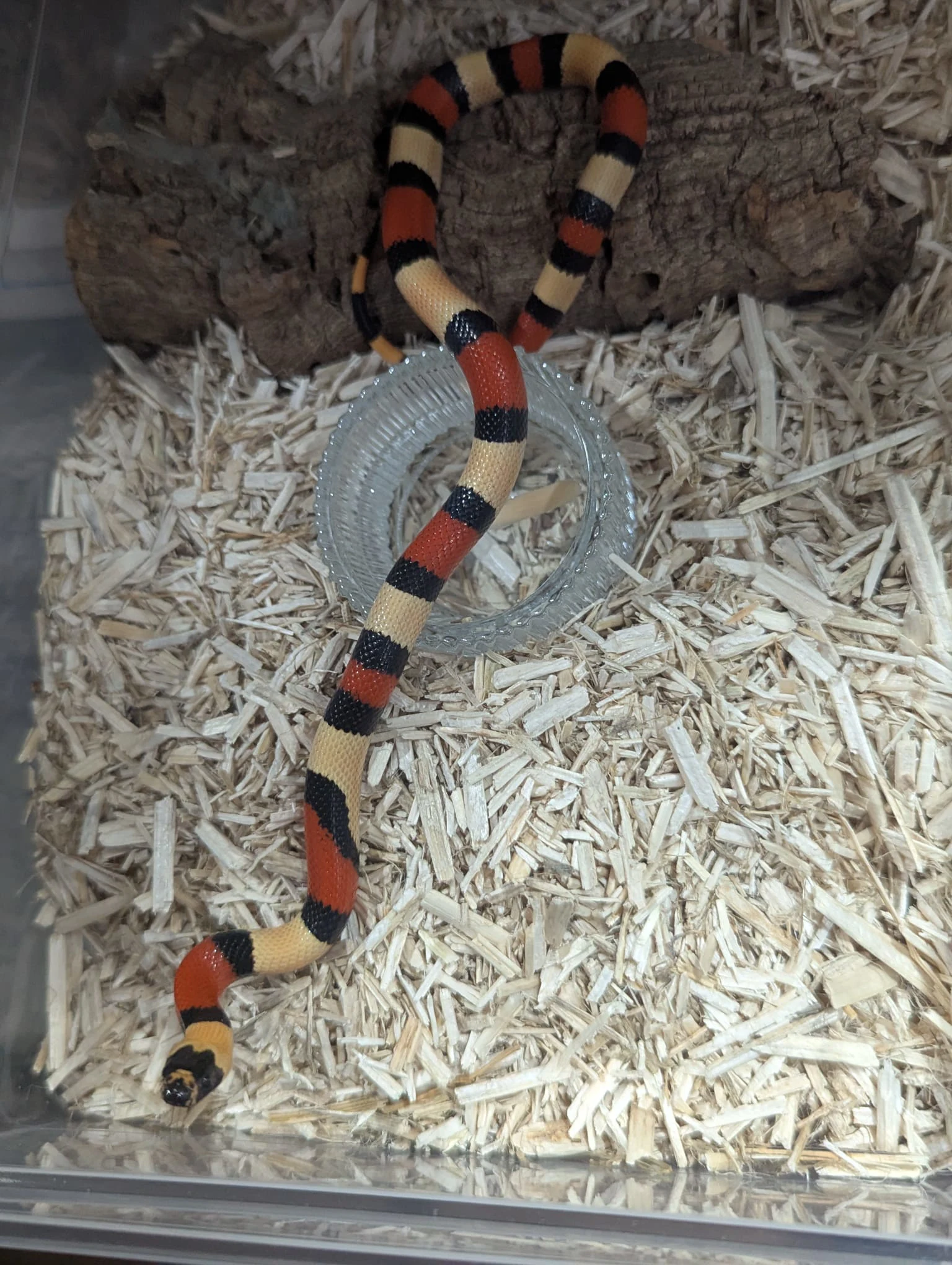 Apricot Pueblan Milk Snake - Milk Snake