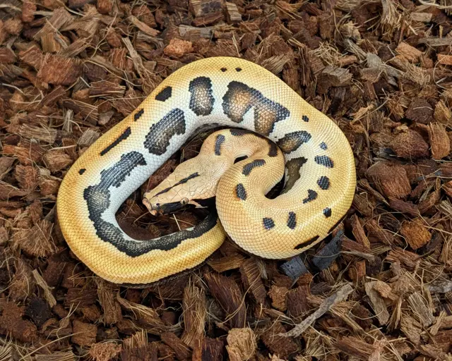 2026 Male CBE Stripe Goldeneye Possible het T+ Albino - Short-Tailed Python