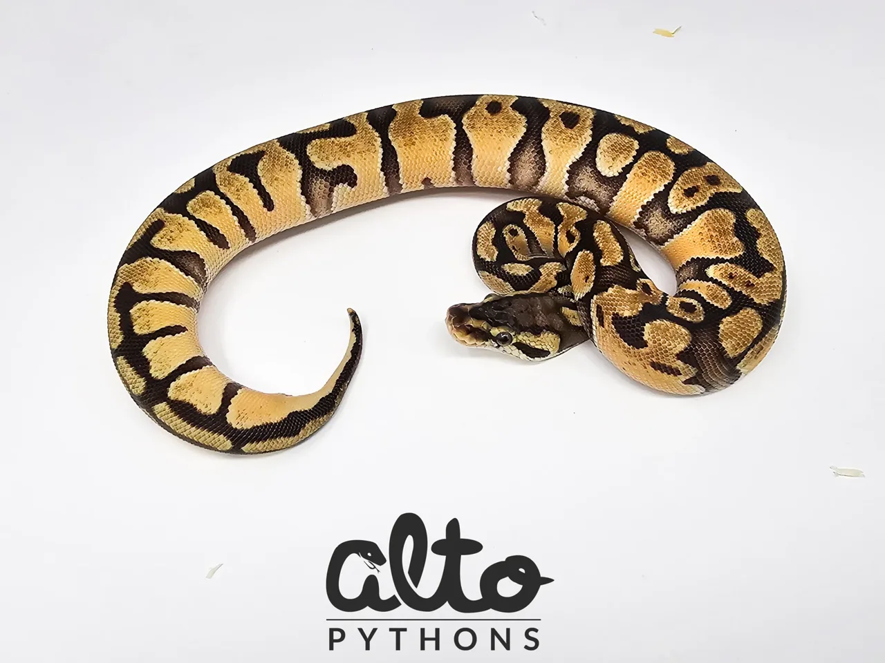 Pastel Enchi triple Het Rainbow Hypo Clown (free male) - Royal Python