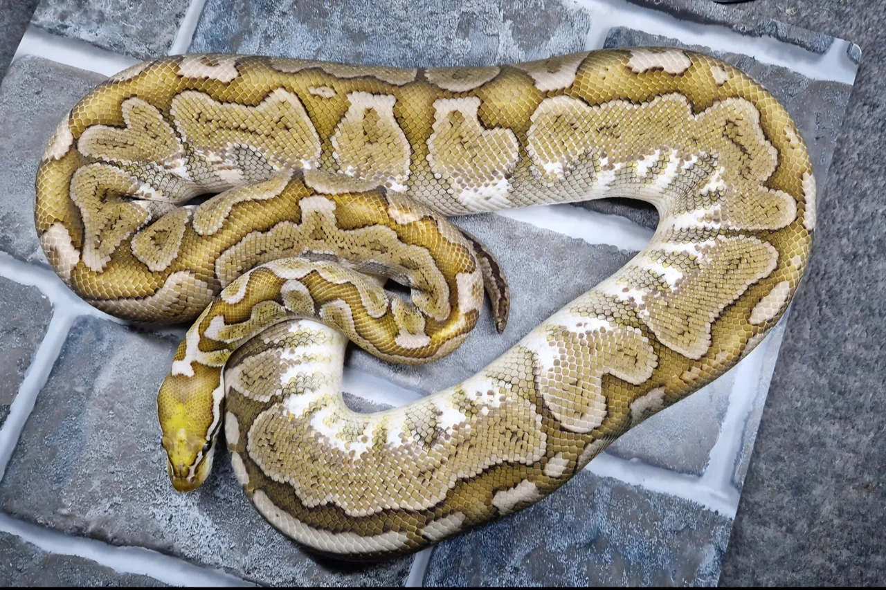 Pastel bamboo proven breeder female - Royal Python