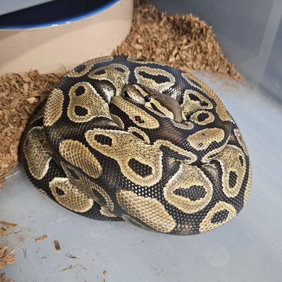 CB20 Double het Genetic Stripe Clown - Royal Python