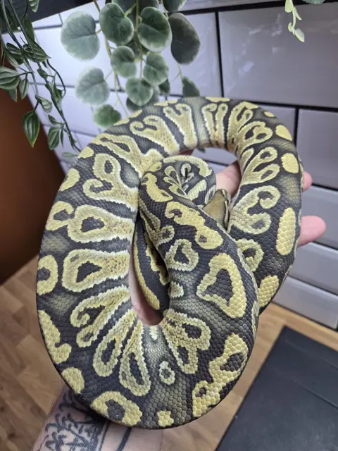Hypo hurricane 100% het clown - Royal Python