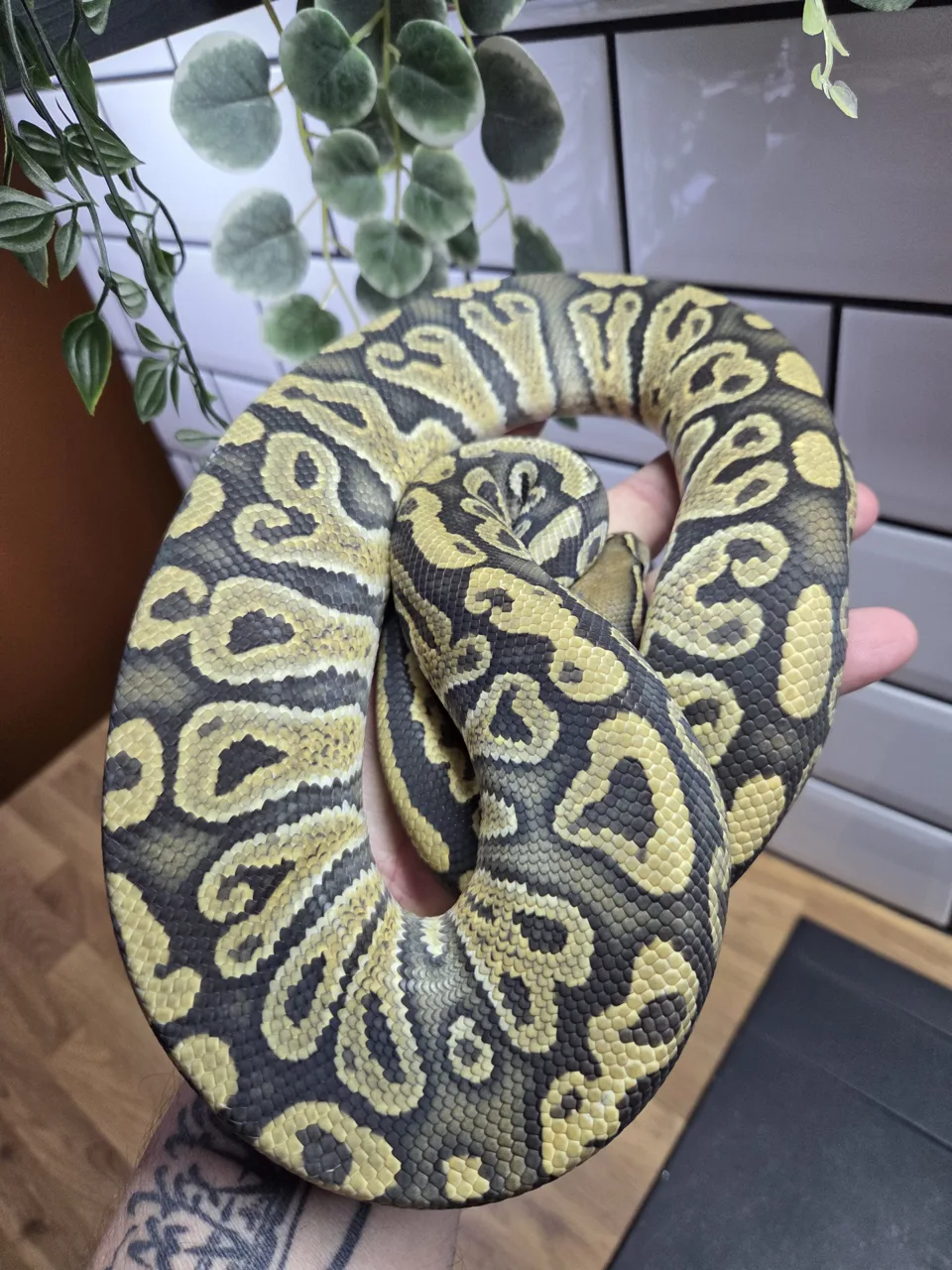 Hypo hurricane 100% het clown - Royal Python